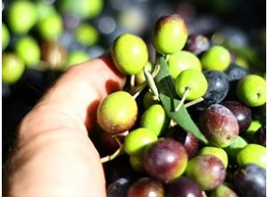 Συλλογή Ελιάς