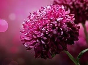 Φυτά & Λουλούδια